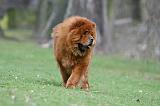 CHOW CHOW 701
